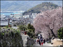 桜の残る街並みを抜け
「醤（ひしお）の郷」へ